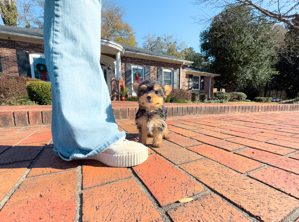 Cute Yorkie Purebred Puppy