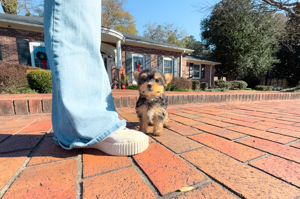 9 week old Yorkshire Terrier Puppy For Sale - Simply Southern Pups