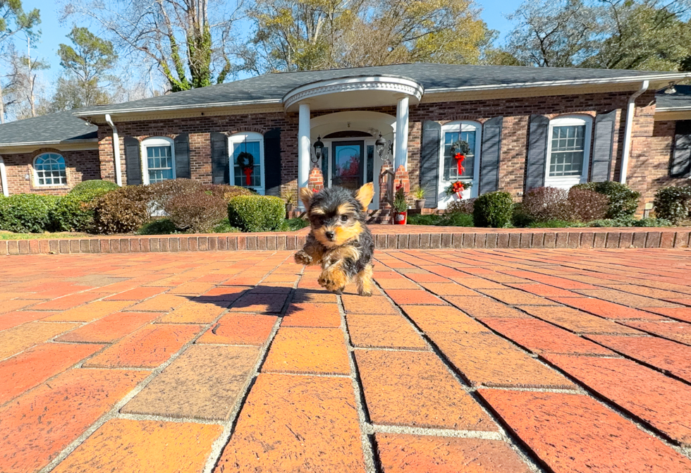 Yorkshire Terrier Puppy for Adoption