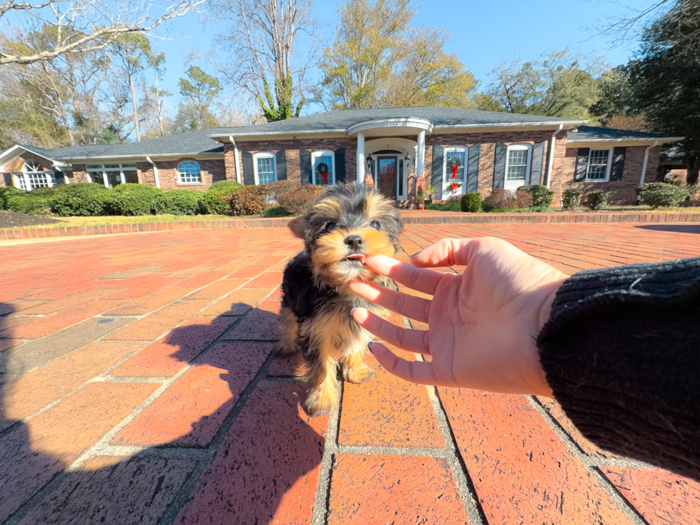 Cute Yorkshire Terrier Purebred Pup