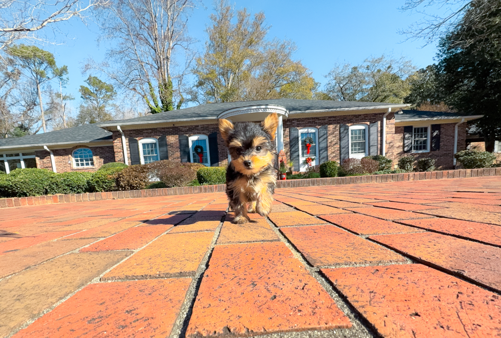 Best Yorkshire Terrier Baby
