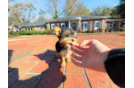 Yorkshire Terrier Puppy for Adoption