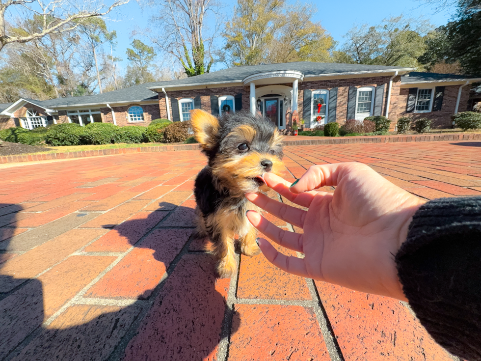 Yorkshire Terrier Puppy for Adoption