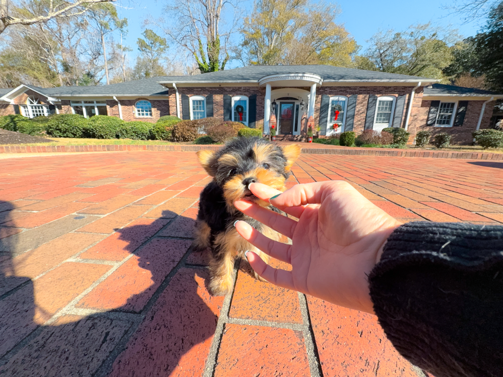 Yorkshire Terrier Pup Being Cute
