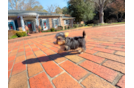 Yorkshire Terrier Puppy for Adoption