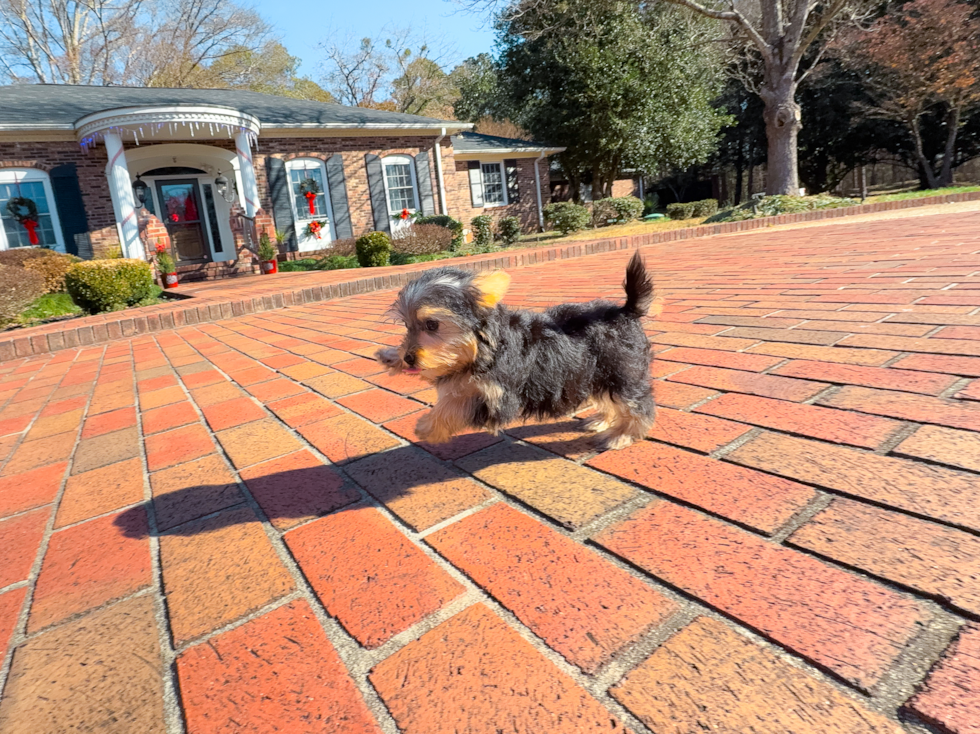 Yorkshire Terrier Puppy for Adoption