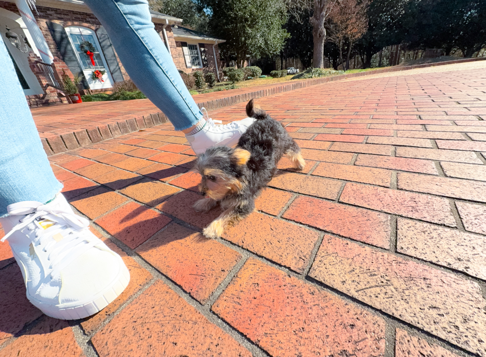 Yorkshire Terrier Pup Being Cute
