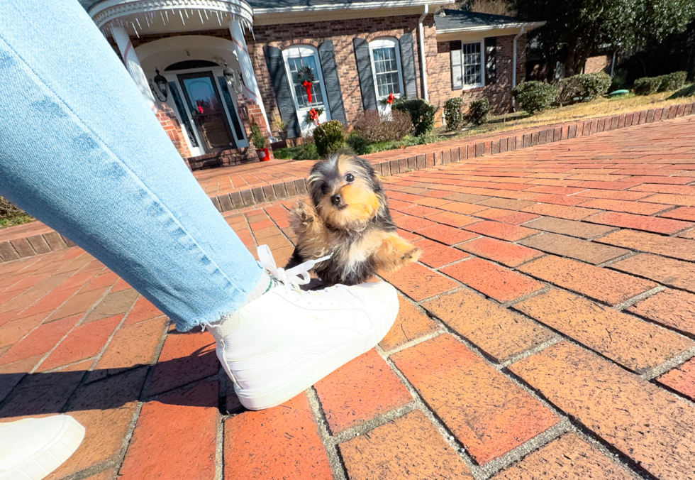 Cute Yorkshire Terrier Baby