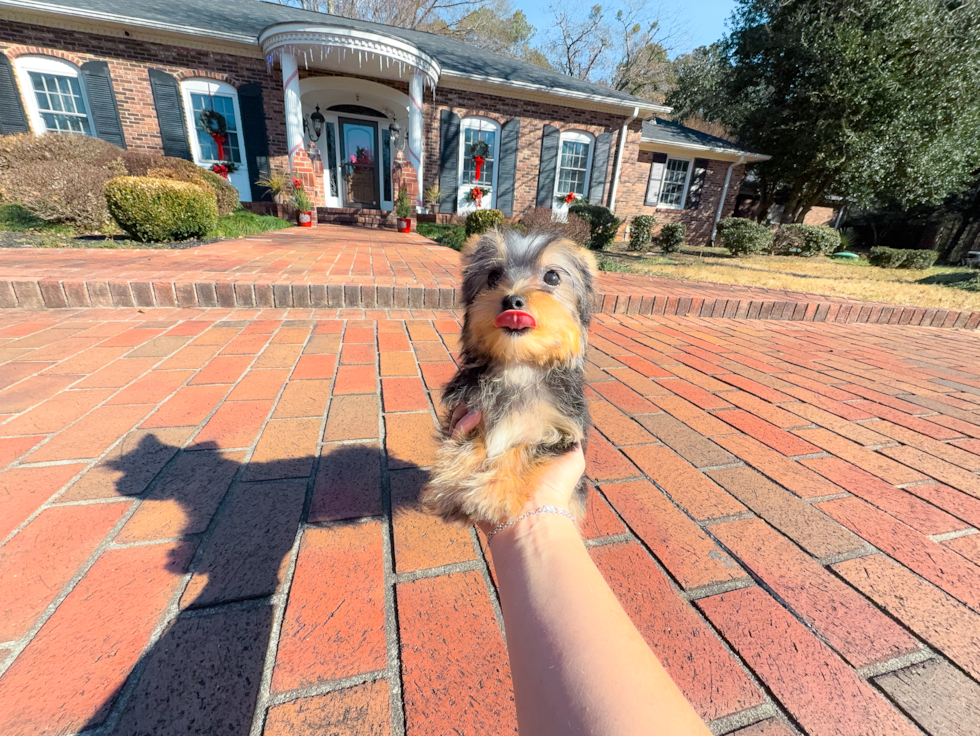 Best Yorkshire Terrier Baby