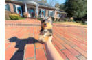 Cute Yorkshire Terrier Purebred Pup