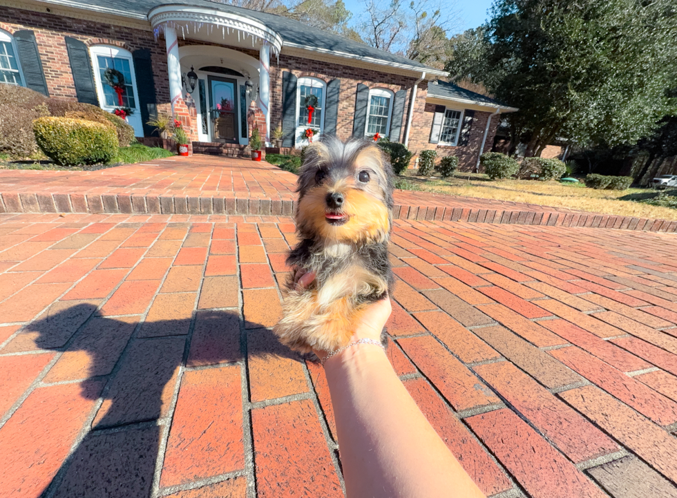 Cute Yorkshire Terrier Purebred Pup