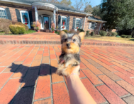 12 week old Yorkshire Terrier Puppy For Sale - Simply Southern Pups