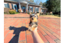 Yorkshire Terrier Pup Being Cute