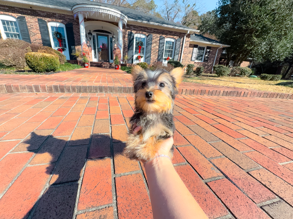 Yorkshire Terrier Pup Being Cute