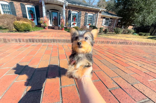 Yorkshire Terrier Pup Being Cute