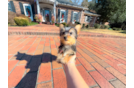 Cute Yorkshire Terrier Purebred Pup