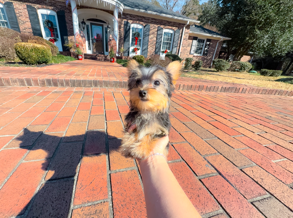 Cute Yorkshire Terrier Purebred Pup