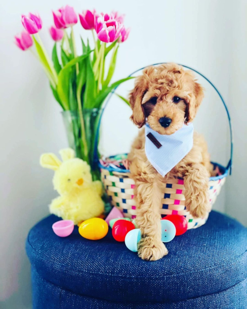 Little Golden Retriever Poodle Mix Pup