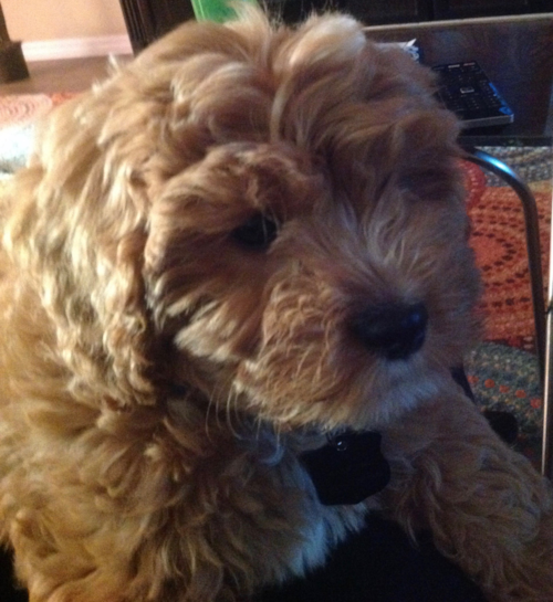 Energetic Cavoodle Poodle Mix Pup