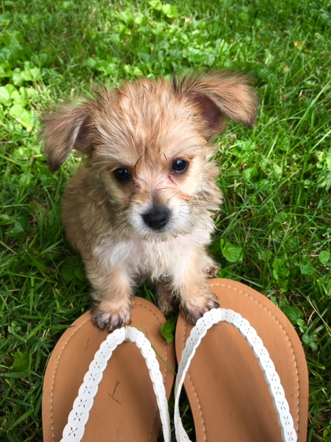 Energetic Yorkie Designer Pup