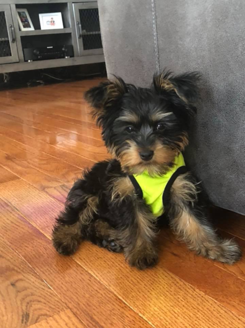 Yorkshire Terrier Being Cute