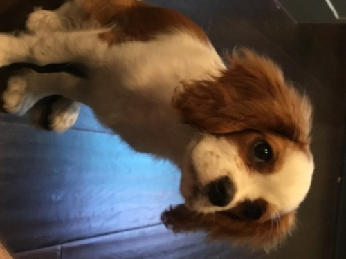 Hypoallergenic Cavalier King Charles Spaniel Purebred Pup