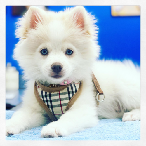 Cute Pomsky Pup
