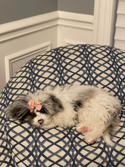 Playful Sheep Dog Poodle Mix Pup