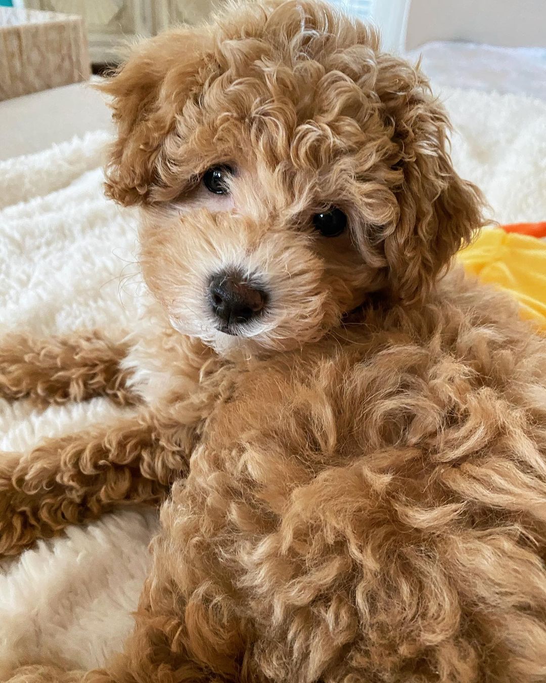 Poochon breeders hot sale